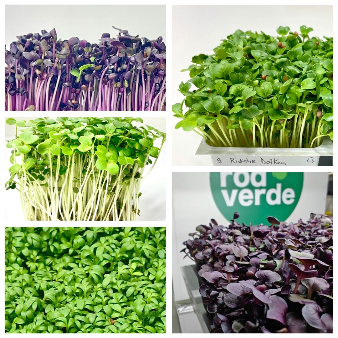 AROMix - Ridiche Purpurie, Muștar Alb, Creson, Rucola, Ridiche Daikon
