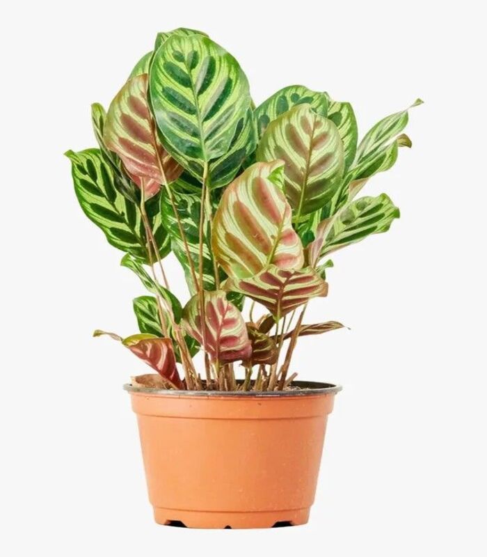 Calathea Makoyana