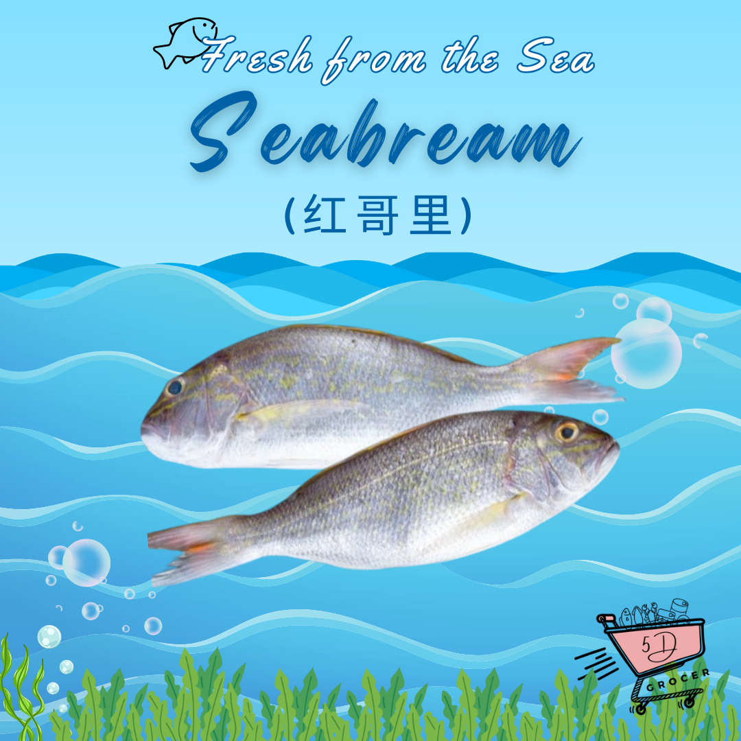 Fresh Seabream Ang ko li 红哥里 (~850g)