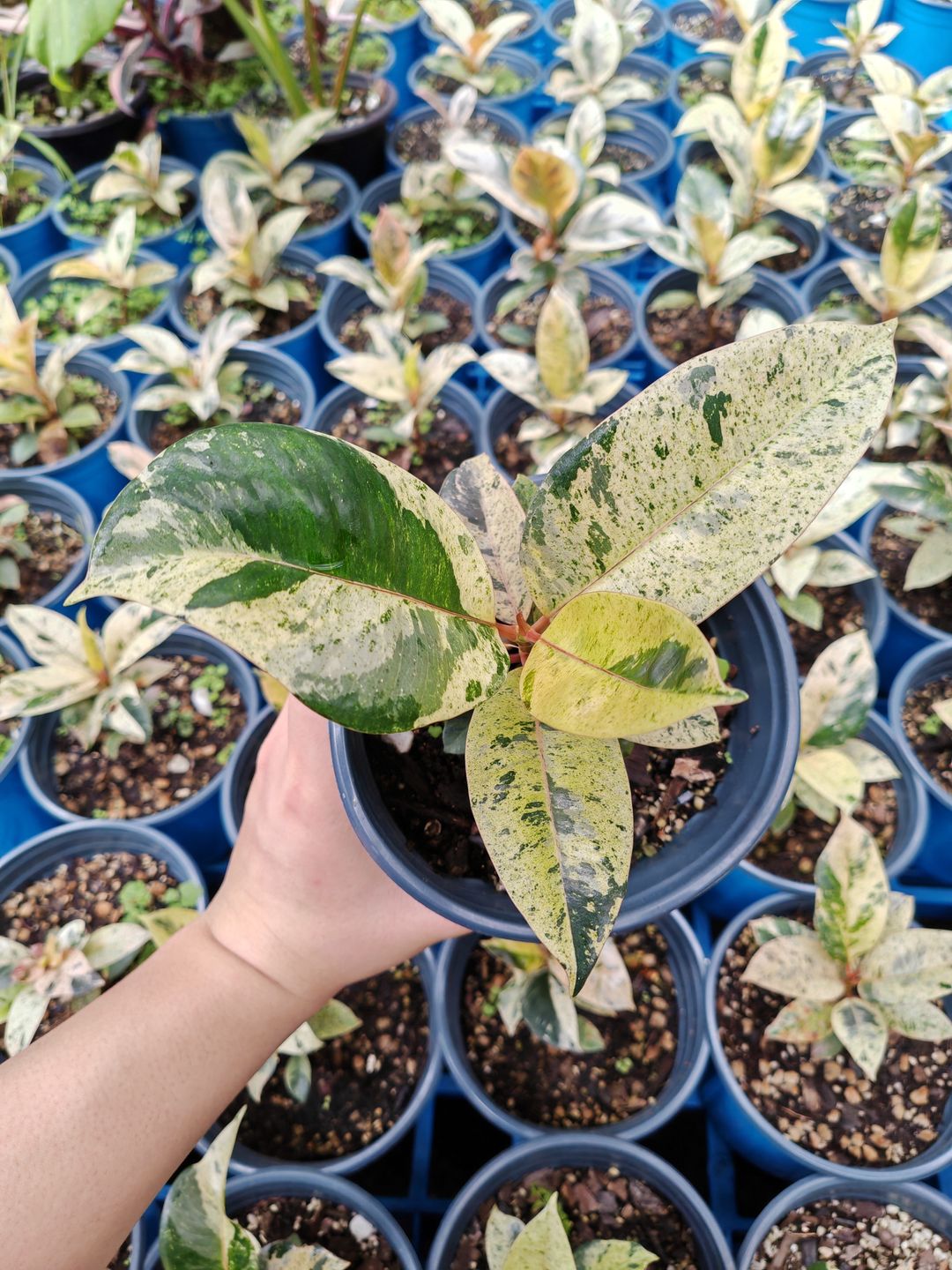 Ficus ‘shivereana’ (Moonshine)