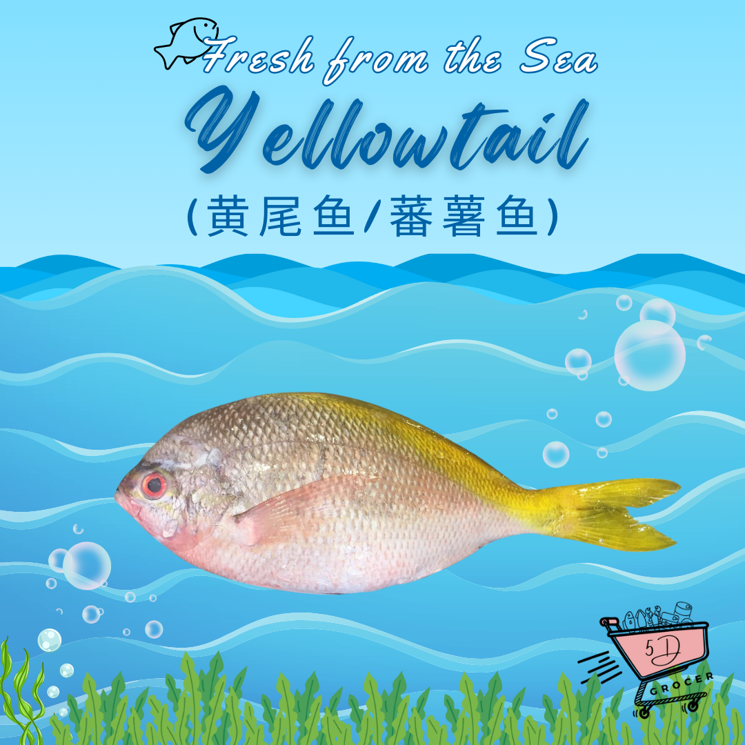 Fresh Yellow Tail / Sweet Potato Fish 600g - 1kg