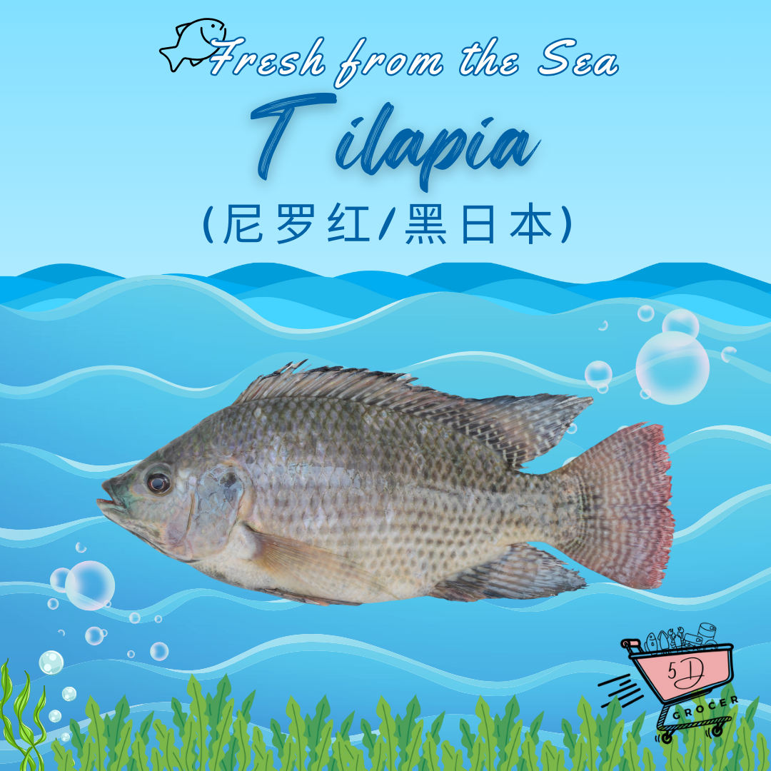 Fresh Tilapia 尼罗红/黑日本 450g/1Kg