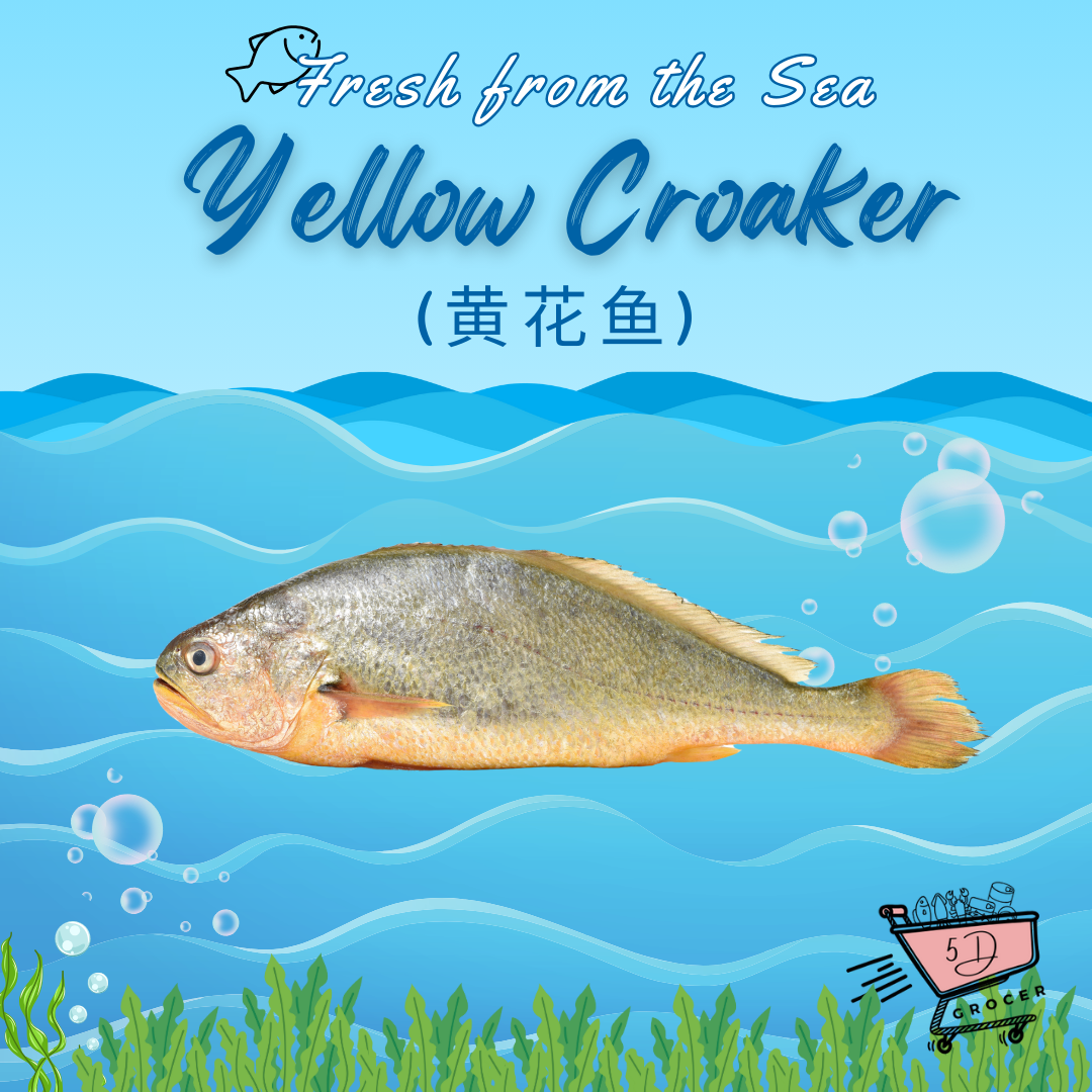 Fresh Yellow Croaker fish 黄花鱼 550g/1.1kg