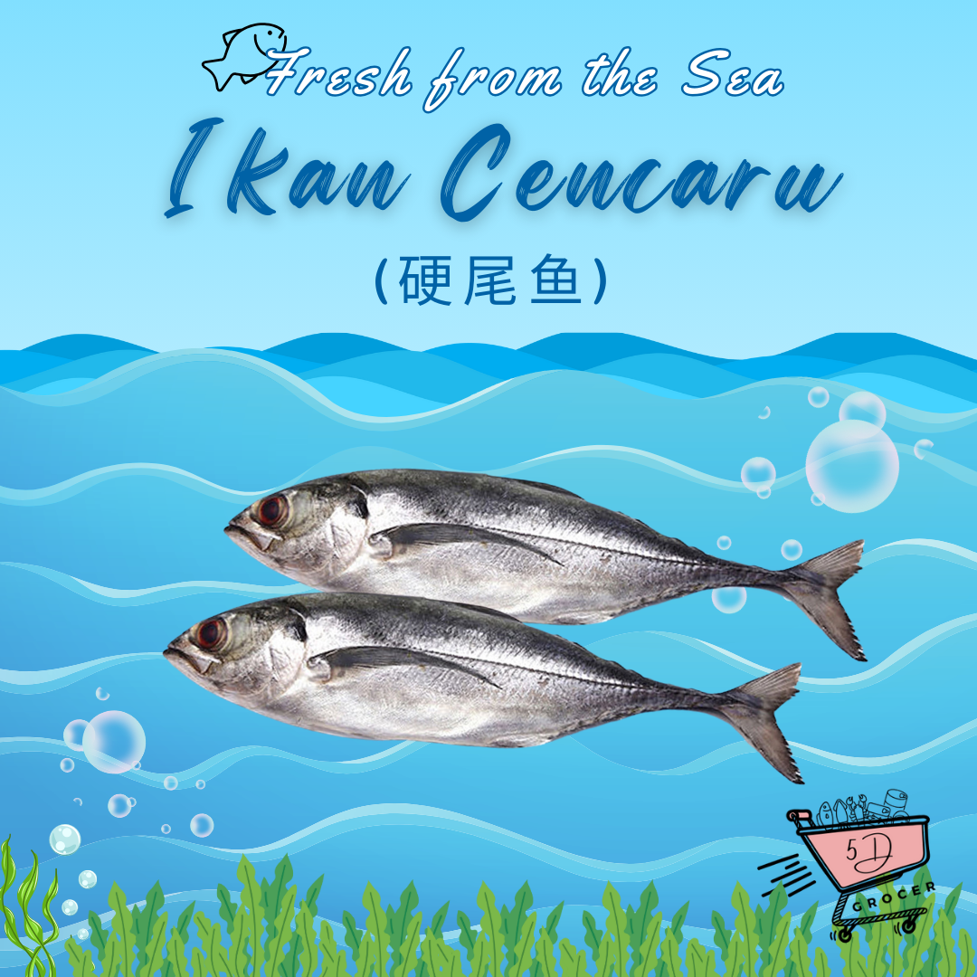 Fresh Ikan Cencaru 硬尾鱼 600g/1.2Kg