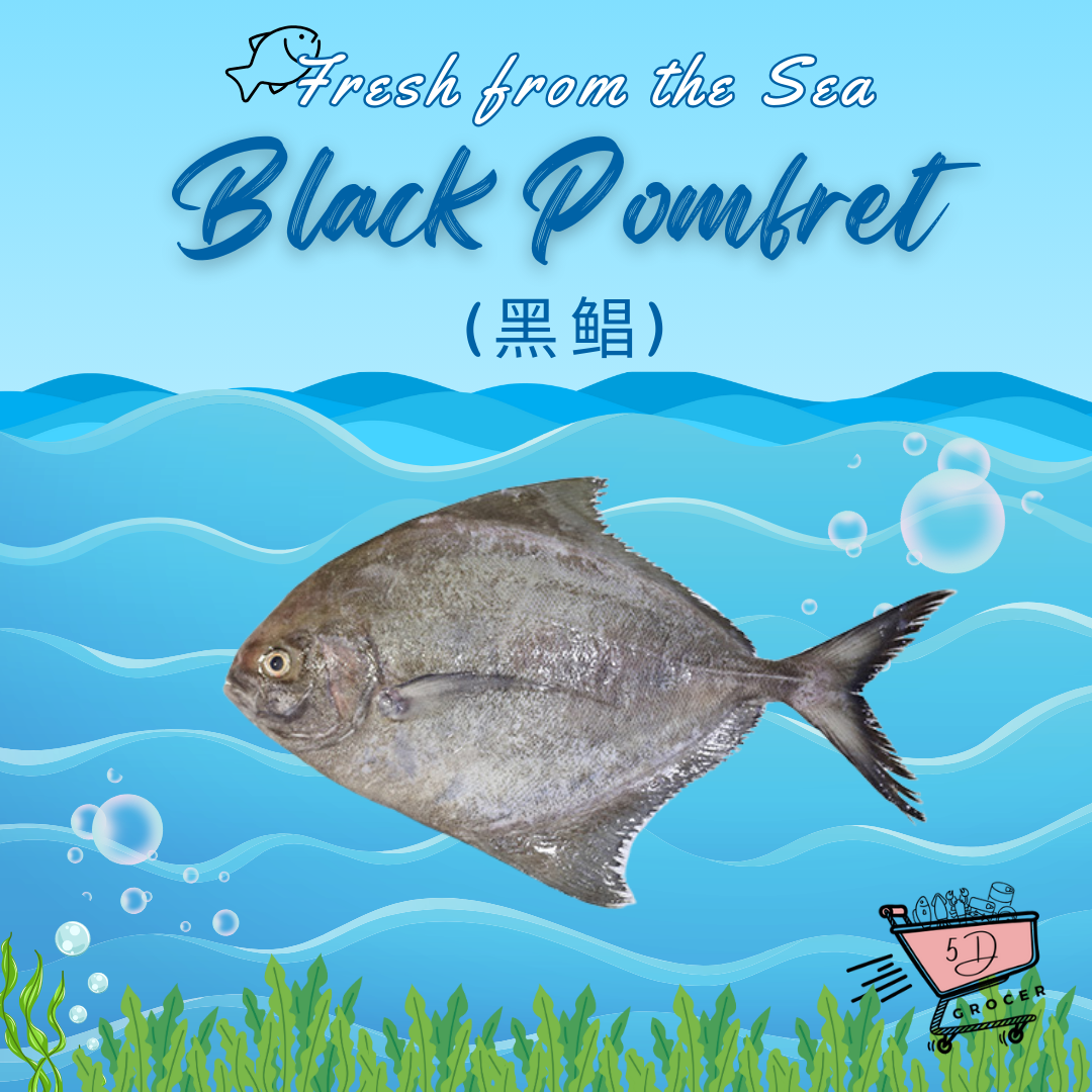 Fresh Black Pomfret 黑鲳 500g/1kg