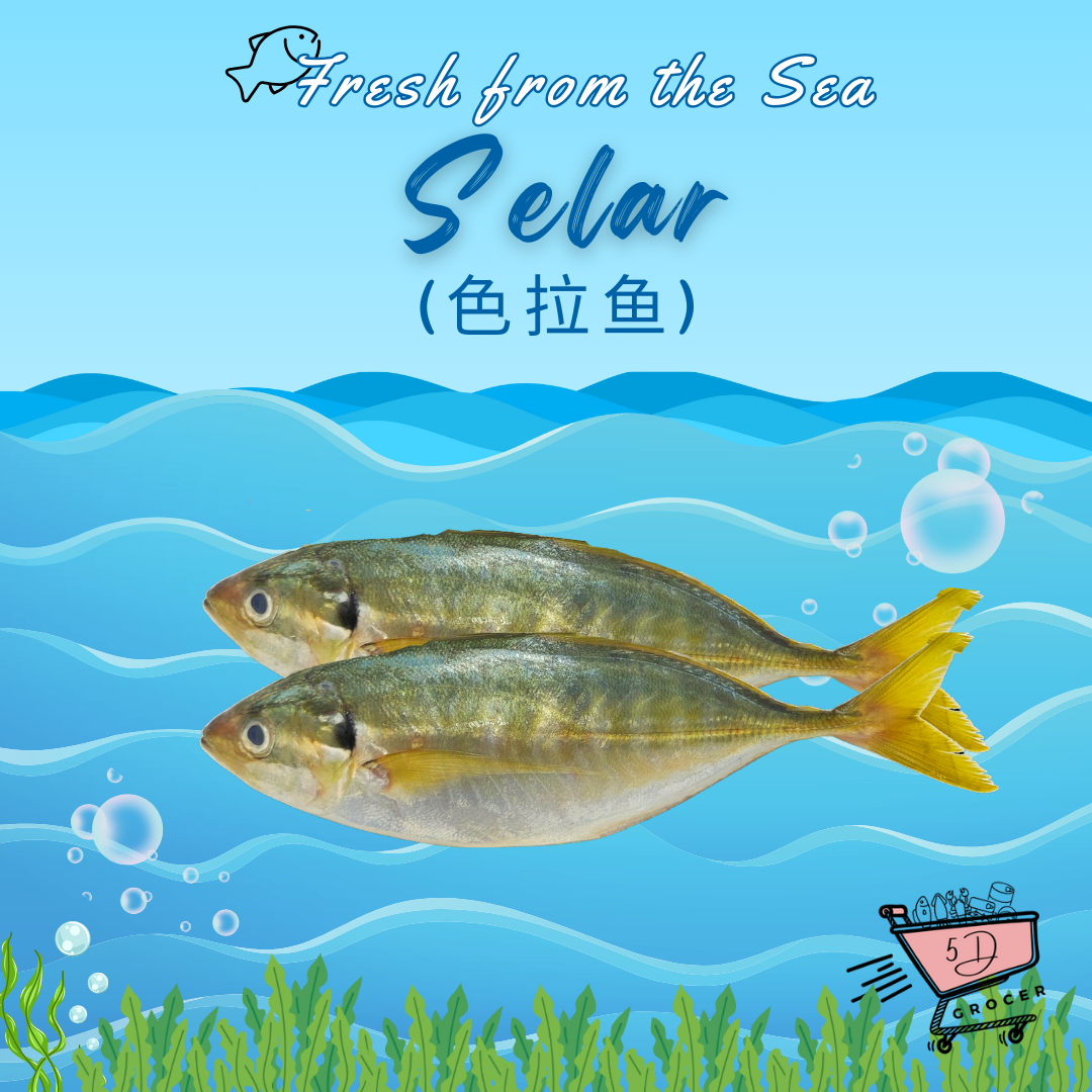 Fresh Selar Fish 色拉鱼 500g/1kg