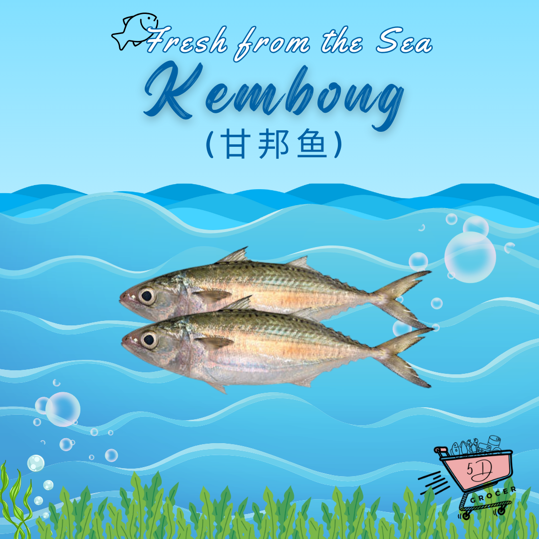 Fresh Kembong Fish 甘邦鱼 500g/1kg