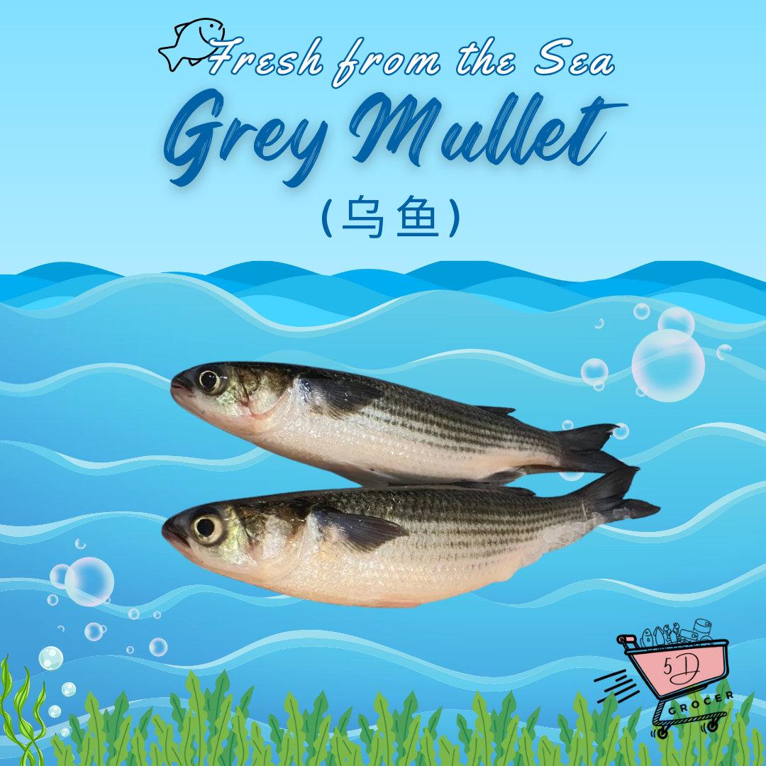 Fresh Grey Mullet Ikan Belanak 乌鱼 450g - 1Kg