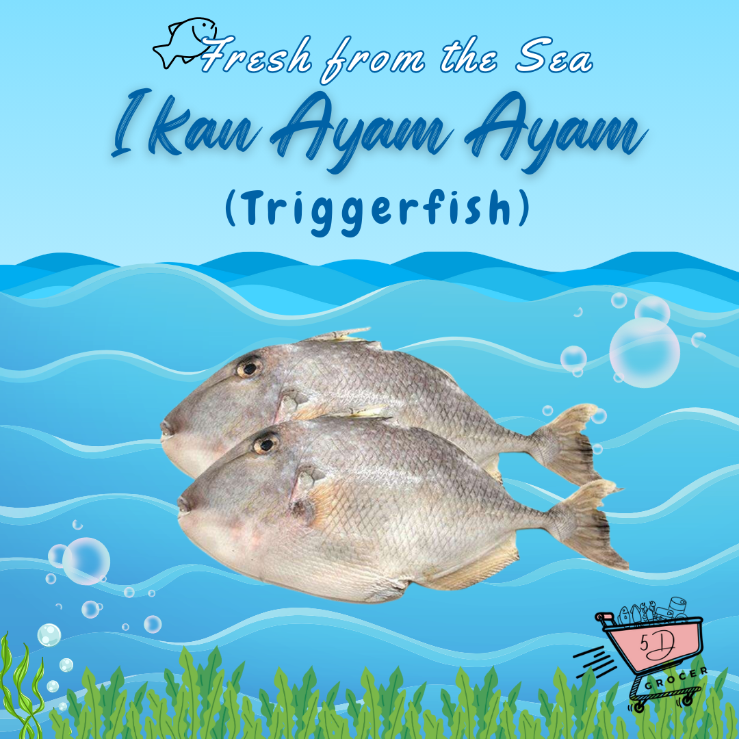 Fresh Ikan Ayam Ayam/Triggerfish 900g - 2.1Kg