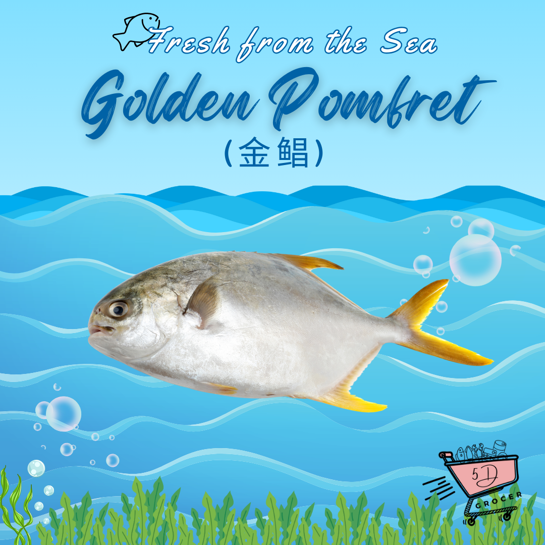 Fresh Golden Pomfret (500g/1Kg)