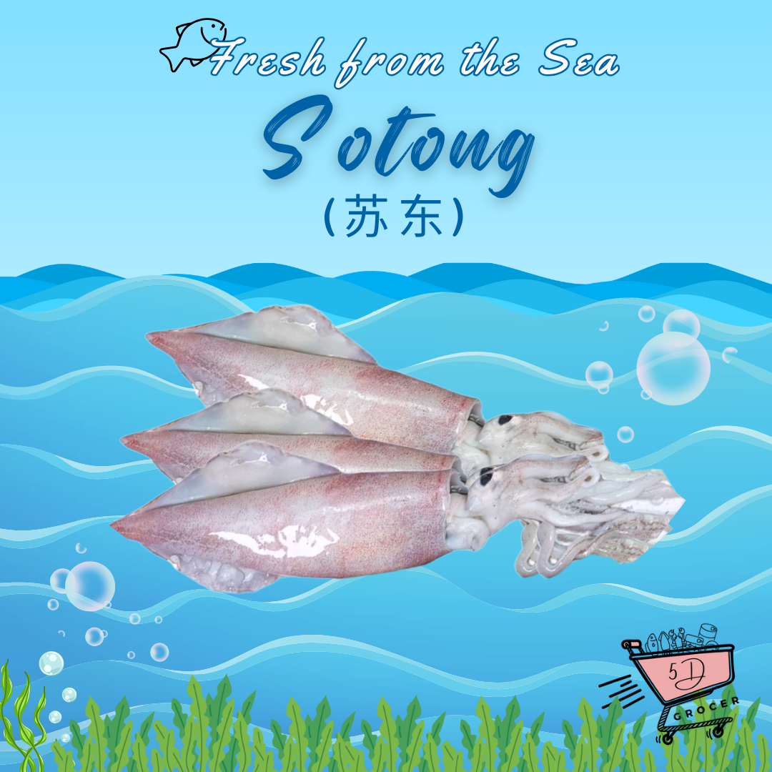 Fresh Sotong Squid (500g)