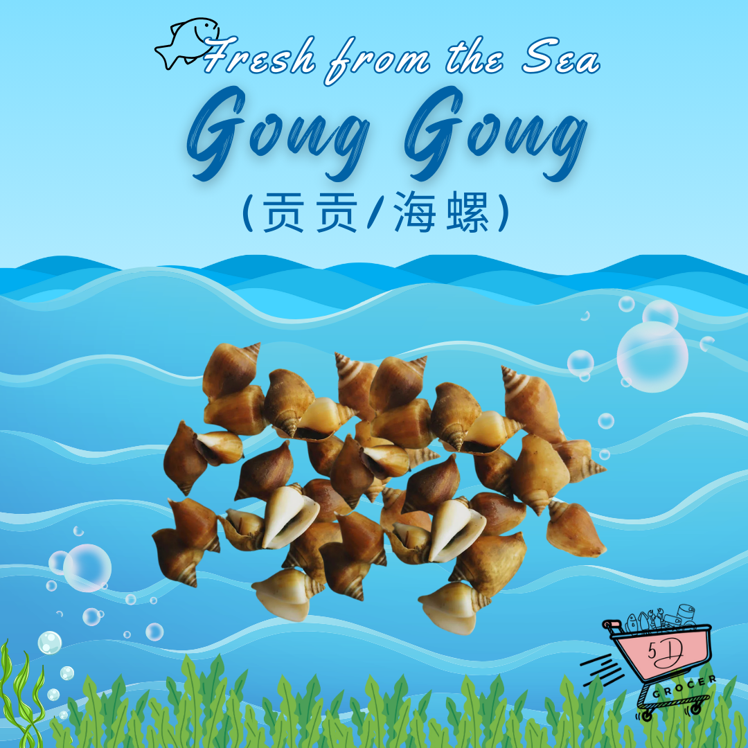 Live Gong Gong/Sea Conch 贡贡/海螺 (100g)