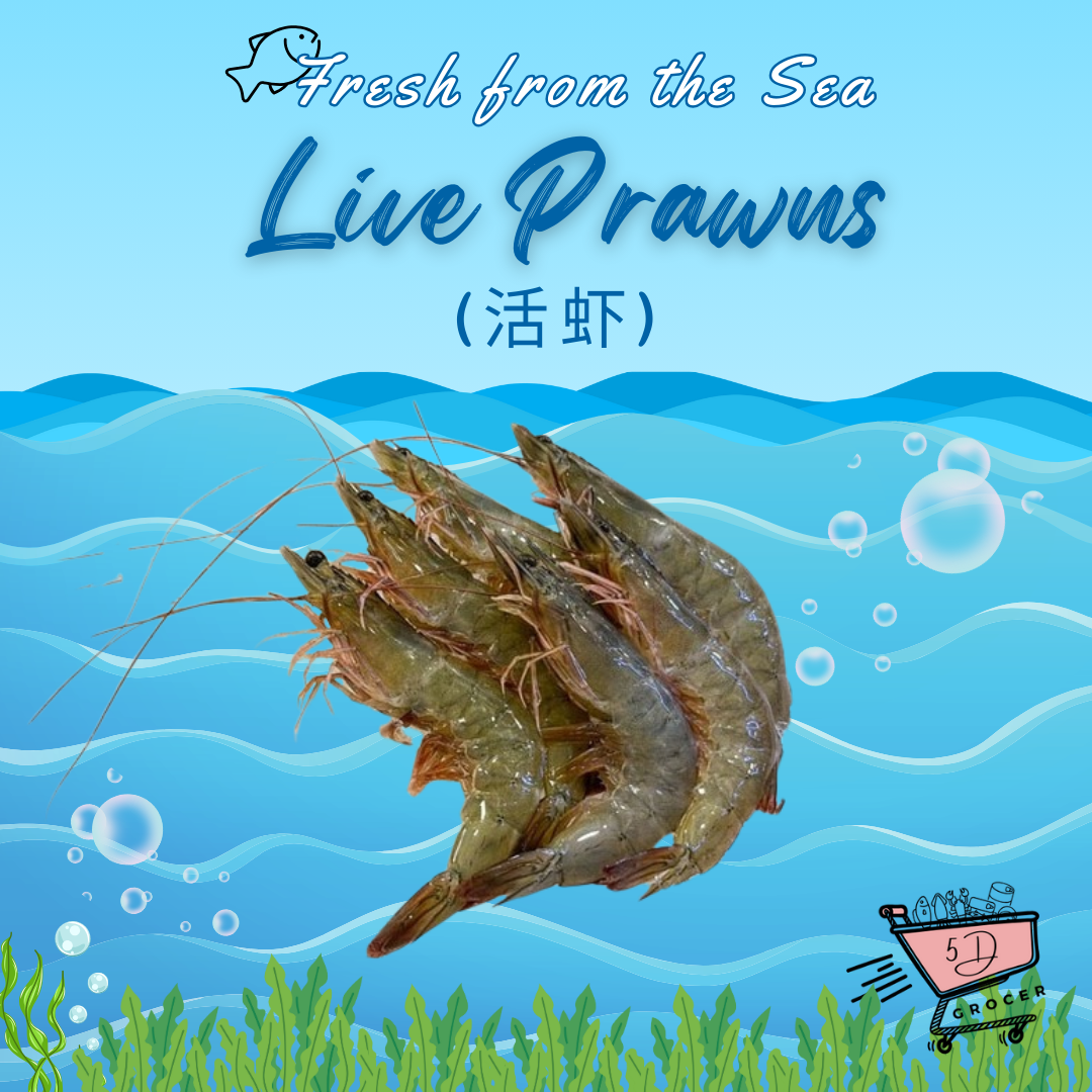 Fresh Glass Live Prawns 活虾/玻璃虾 (500g)