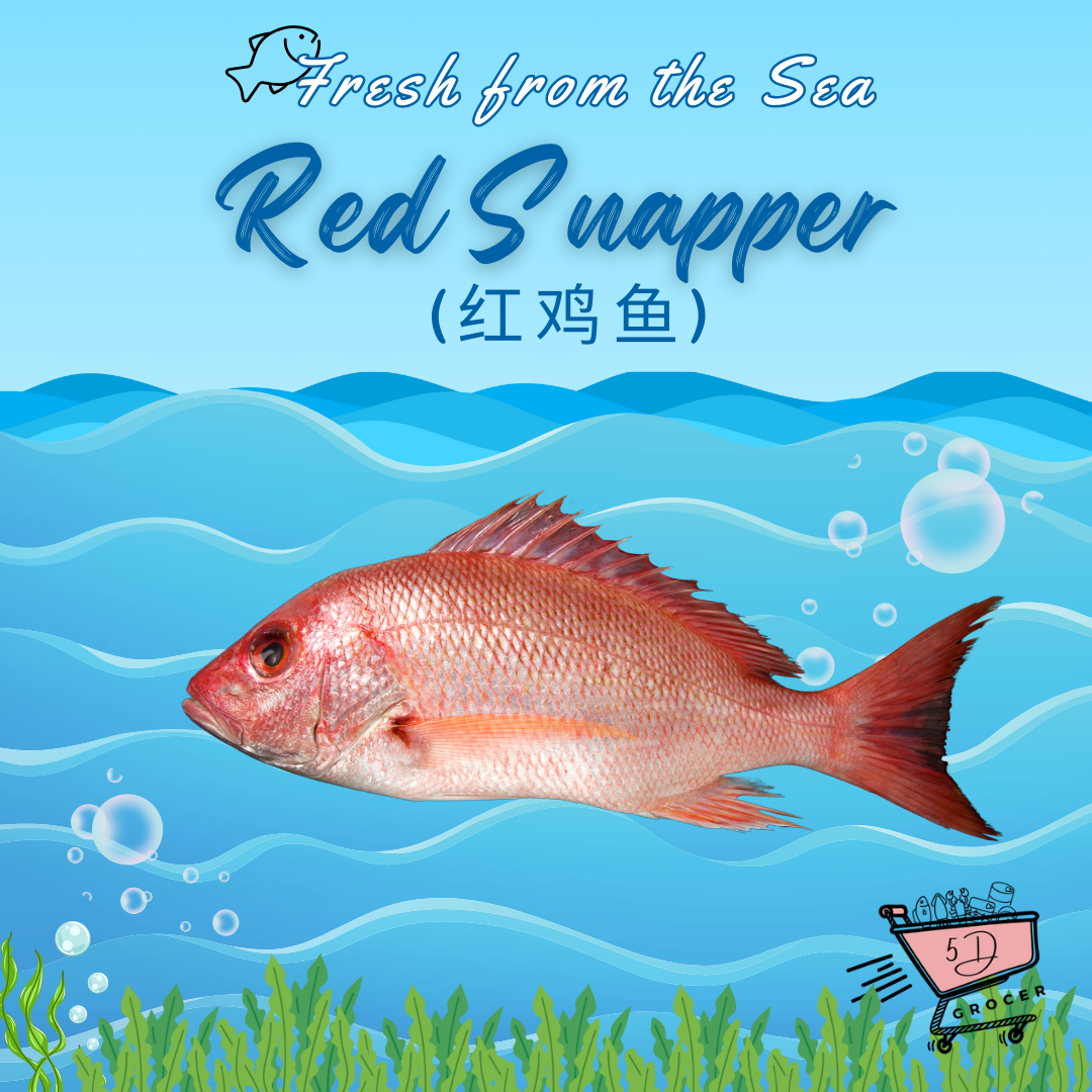 Fresh Red Snapper (~500g)