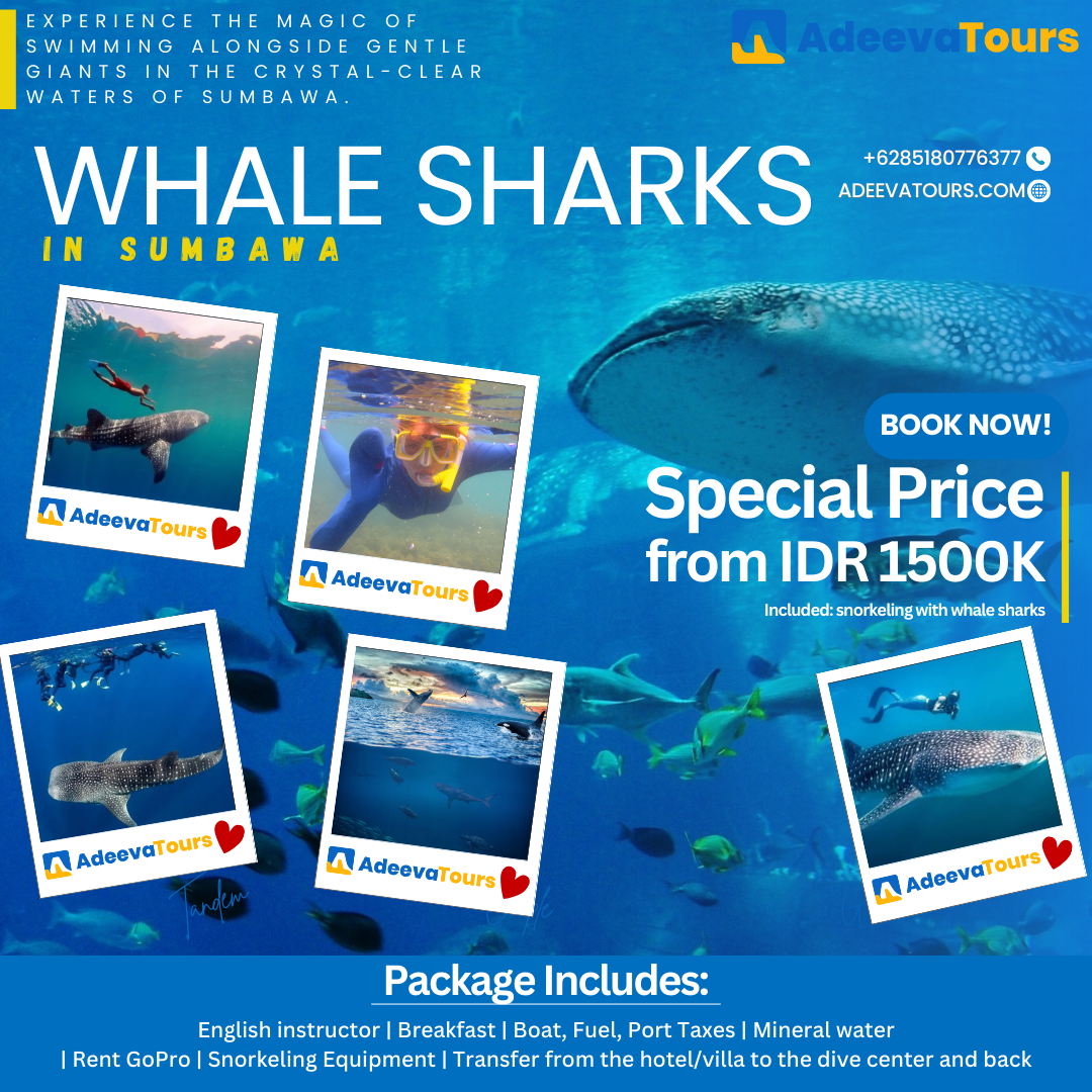 Swim with Whale Sharks in Sumbawa