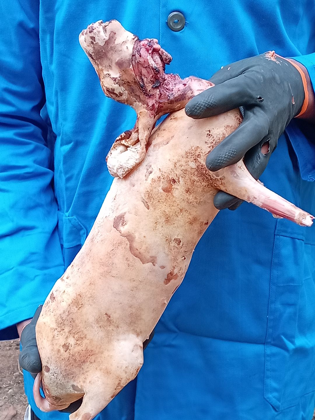 Lapin babatchês 😎😎😎 (3kg)