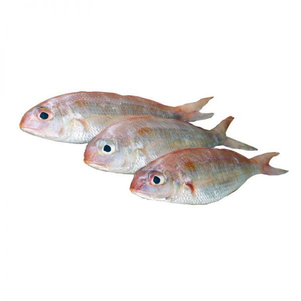 Sudda (Threadfin) 