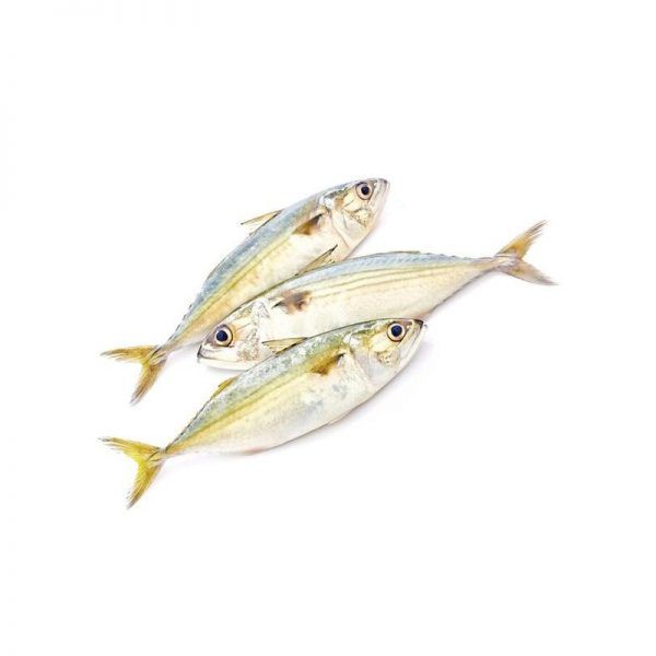 Kumbalawa (Indian Mackerel)