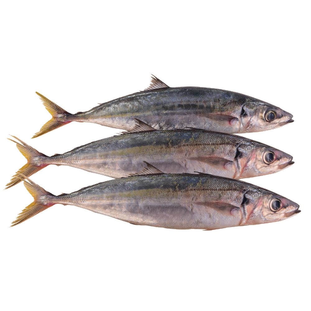 Linna (Mackerel Fish) 