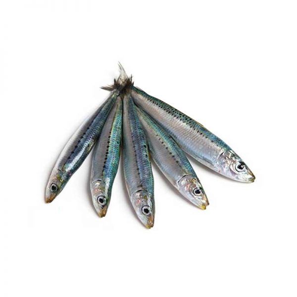 Salaya (Goldstripe Sardinella) 