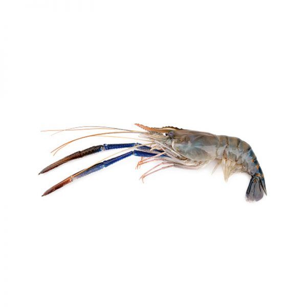 Karadu Issa (Giant River Prawn)