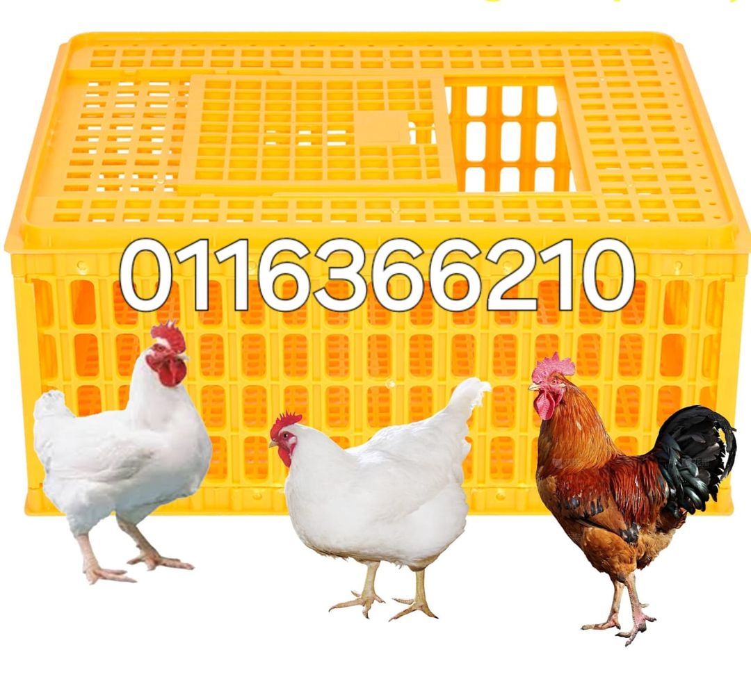 Chicken Transport Crates 