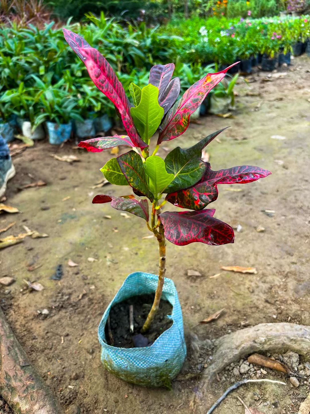 Bangalore Croton Plant