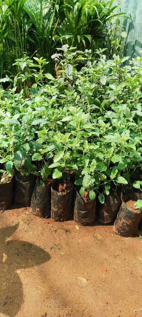 Tulsi Plant