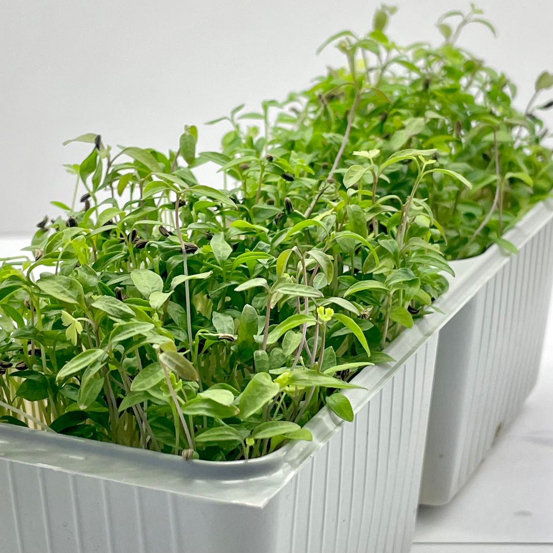 Parsley (Pătrunjel) 