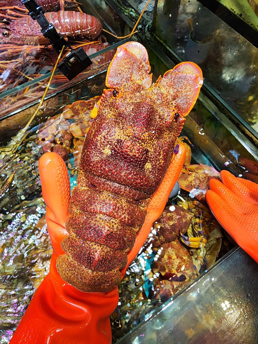 野生紅琵琶🦞（隻）(8~9兩)