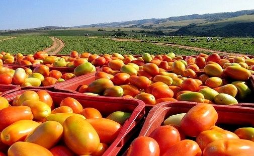 TOMATE RASTEIRO REDINHA