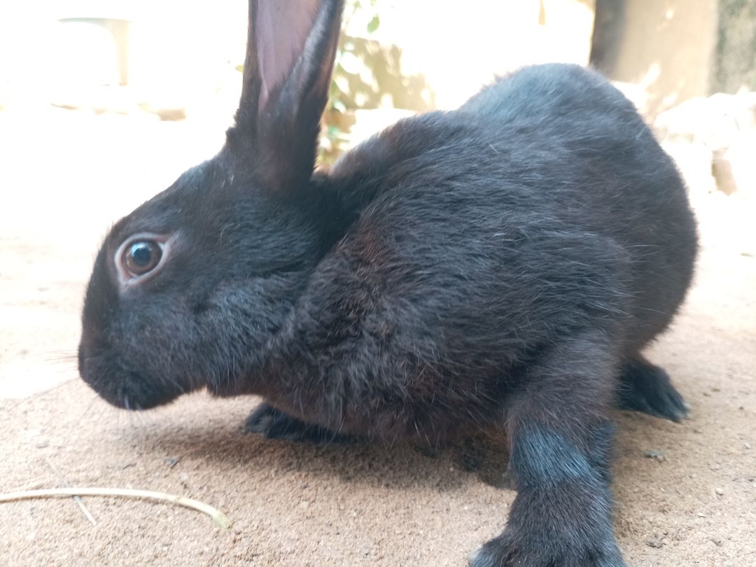 Lapin vivant (2,4kg - 2,5kg)