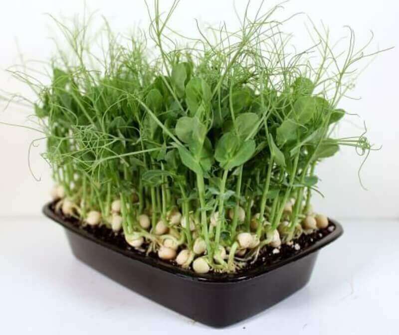 Yellow Pea