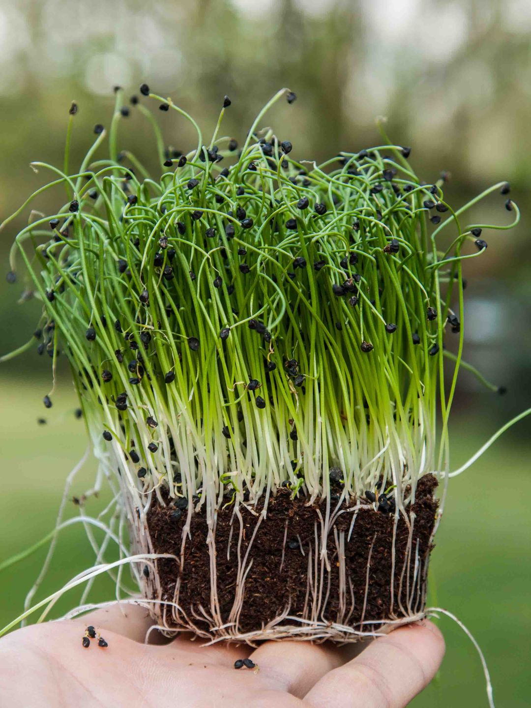 Asian Green Onions 