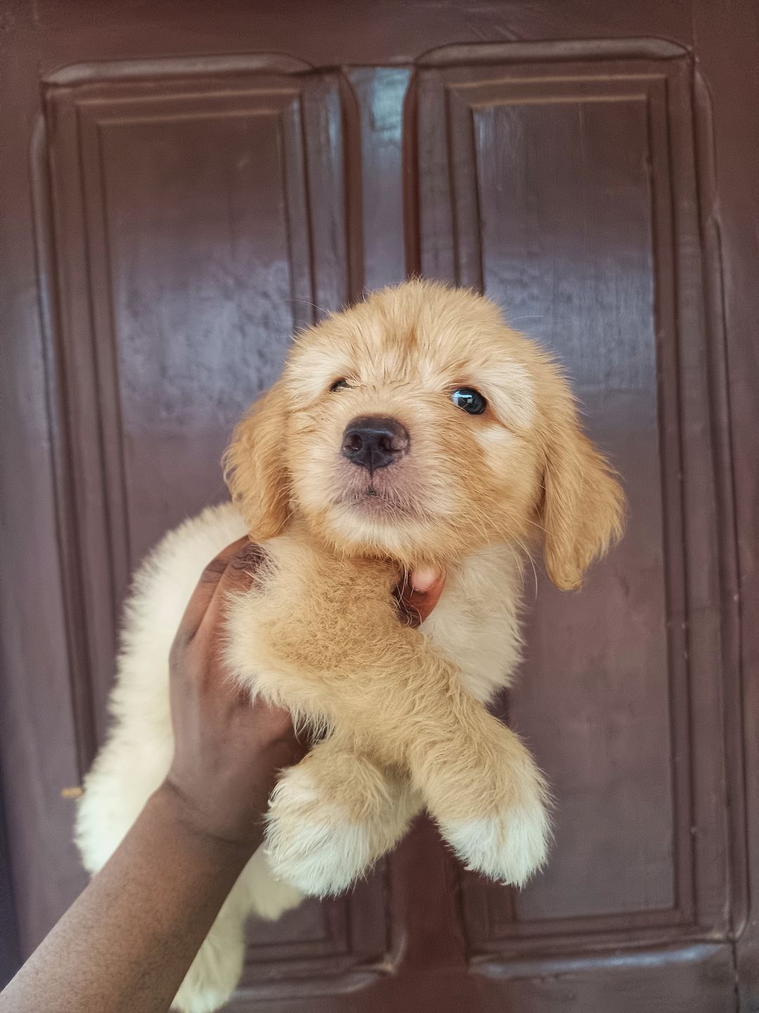 Miniature poodle 