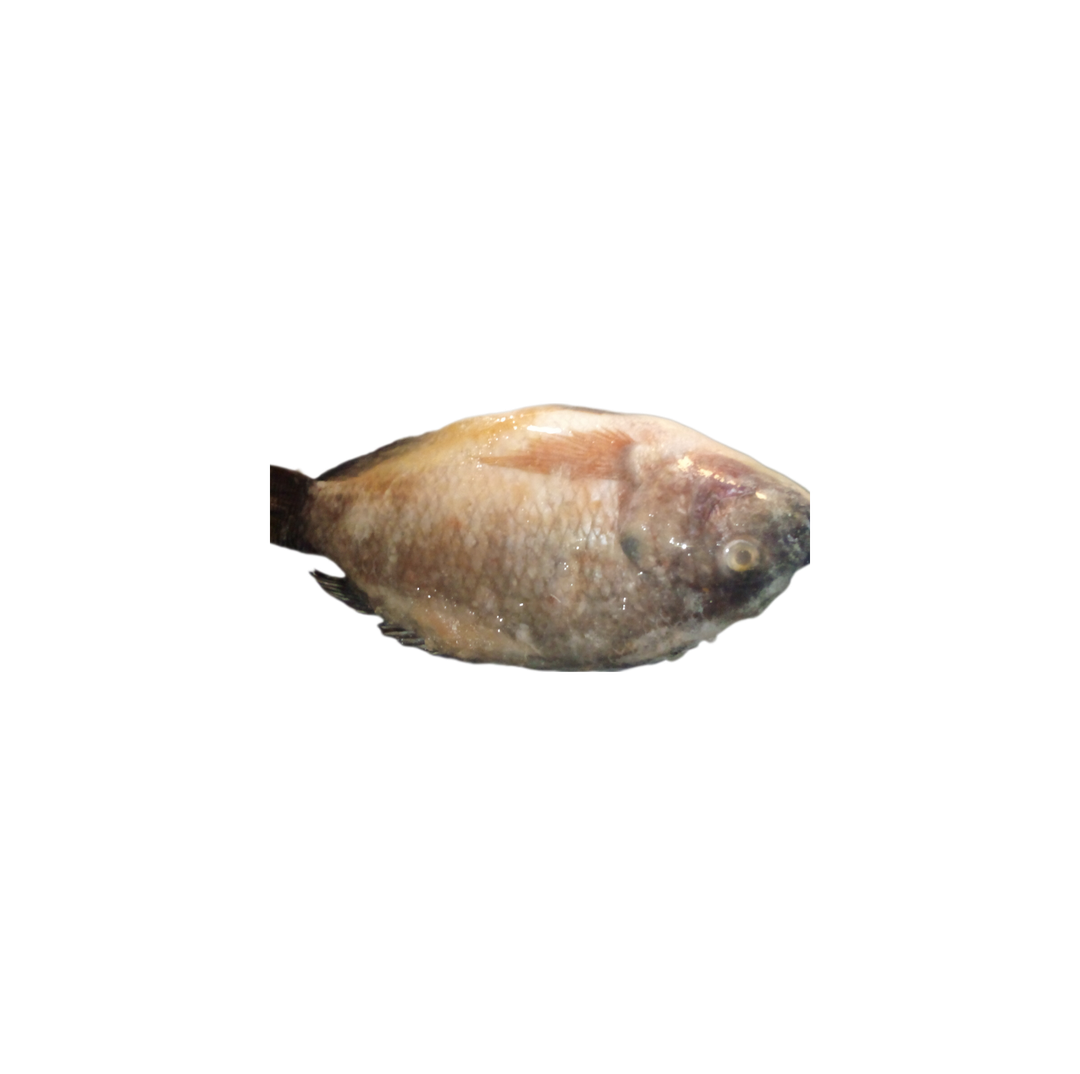 Poisson 