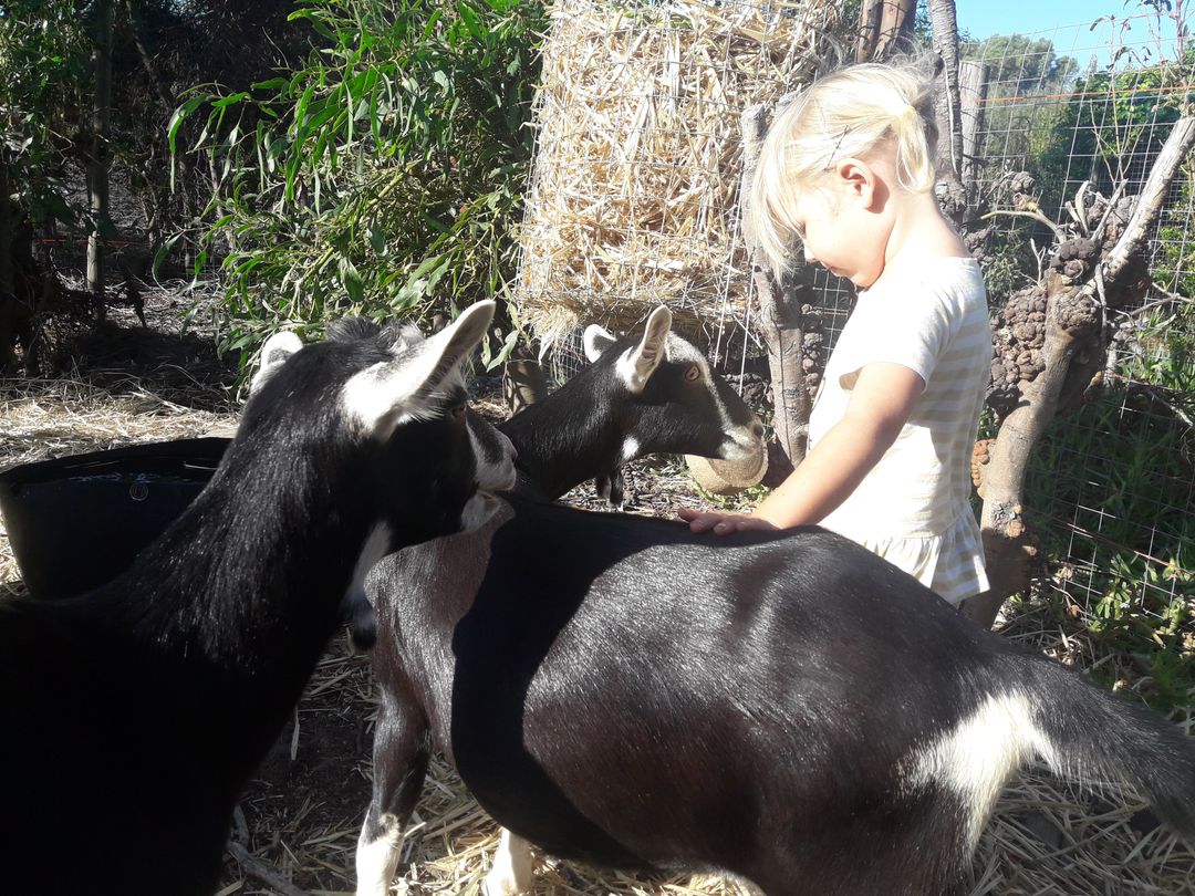 13 Sep: Raising Dairy goats