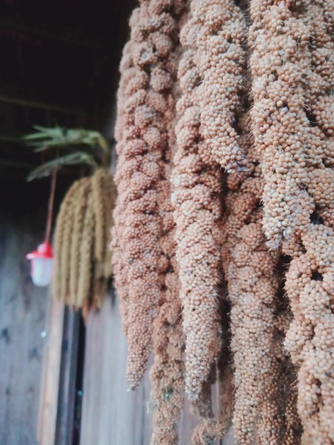 ခေါနုစုမ်_ချင်းရိုးရာ ဆပ်ဝါဆန်