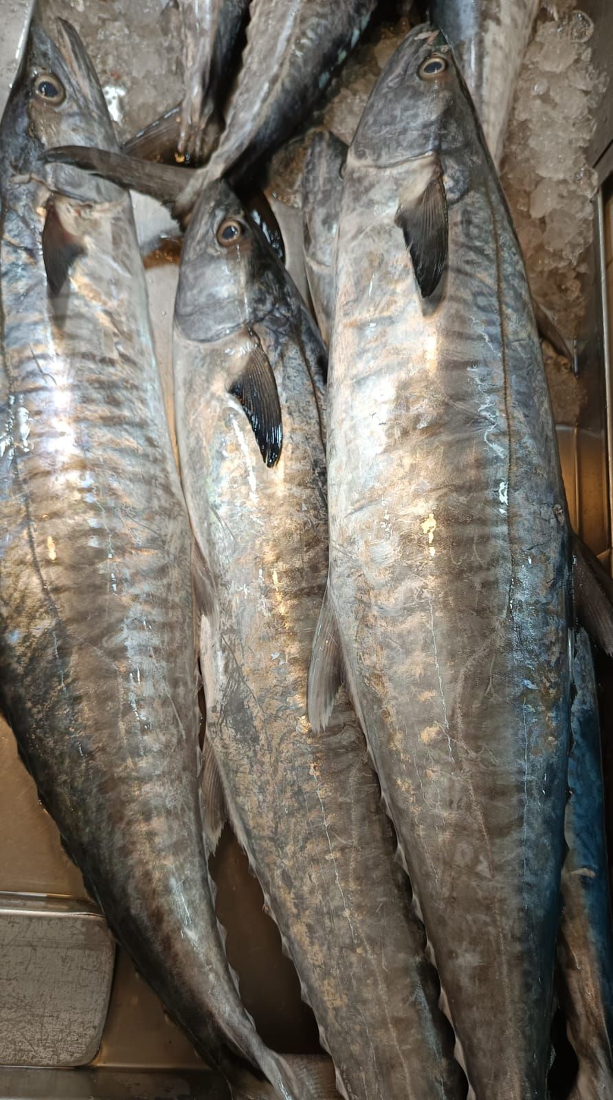 Fresh Spanish Mackerel (Batang Fish)