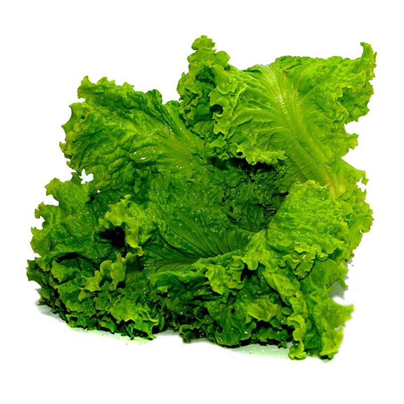 Lettuce Leaves