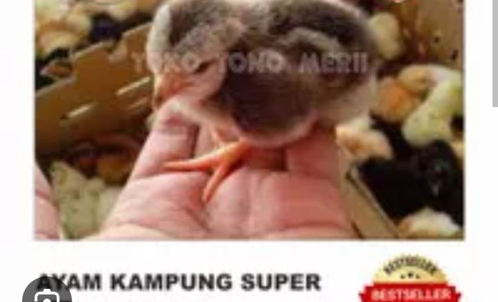 DOC Ayam Kampung Super/Joper/Asli