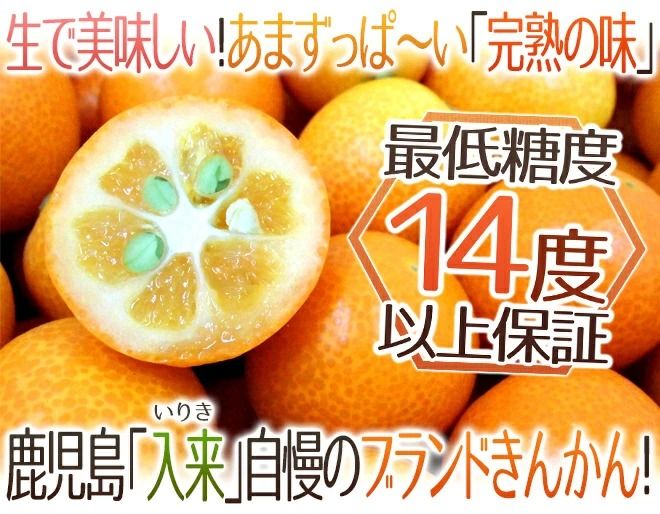 鹿児島金柑 赤秀 2L 250g*15  Kagoshima Kumquat 2L 250g*15