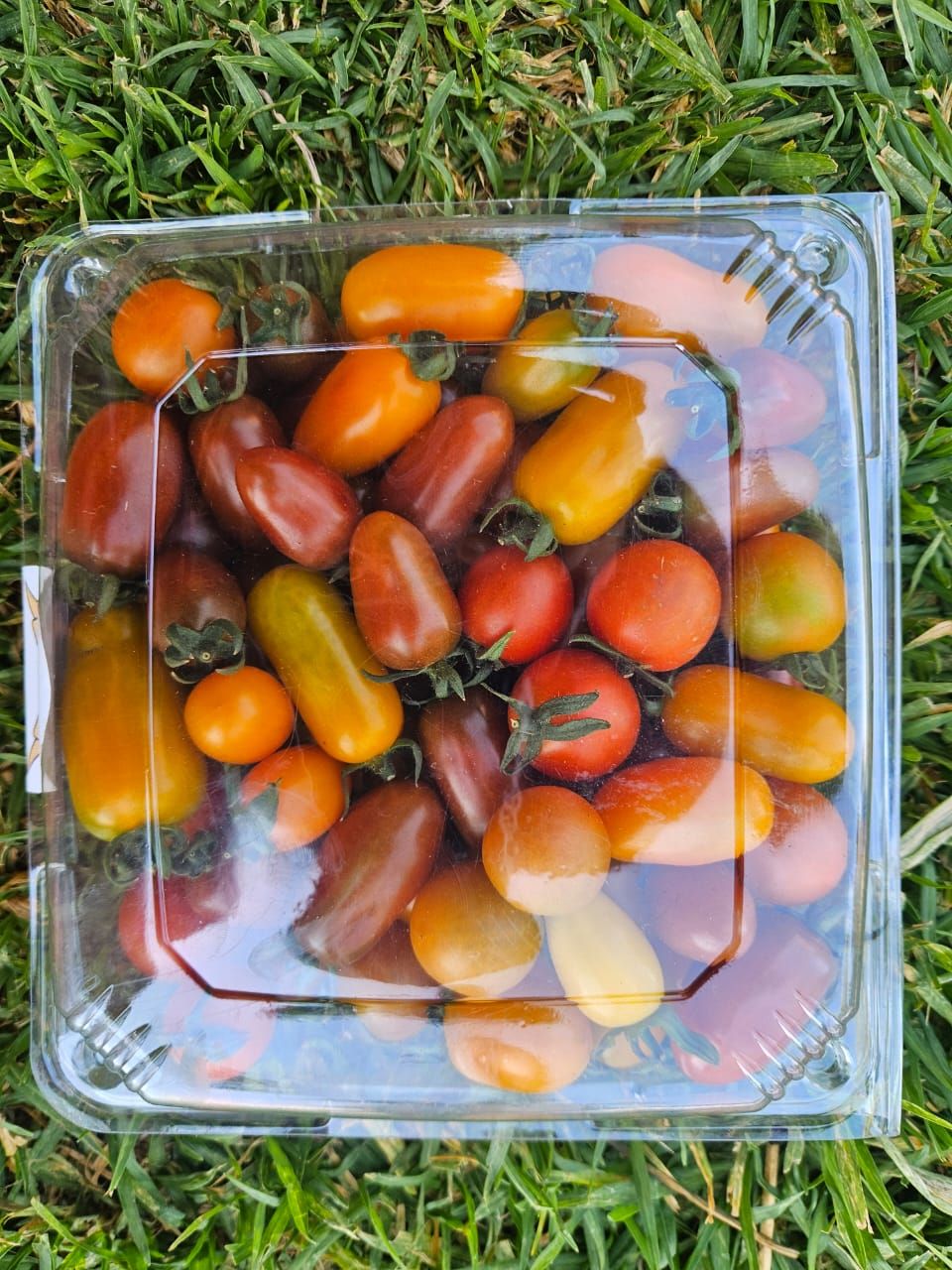 Rainbow Cocktail tomatoes