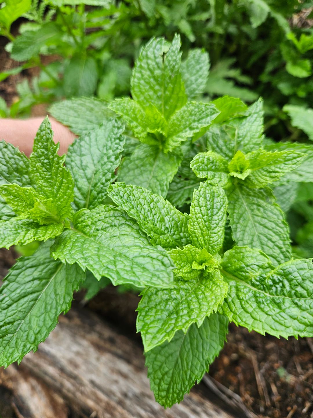 Mint Herb pot