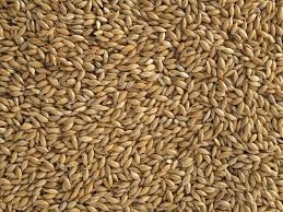 Canary Seed