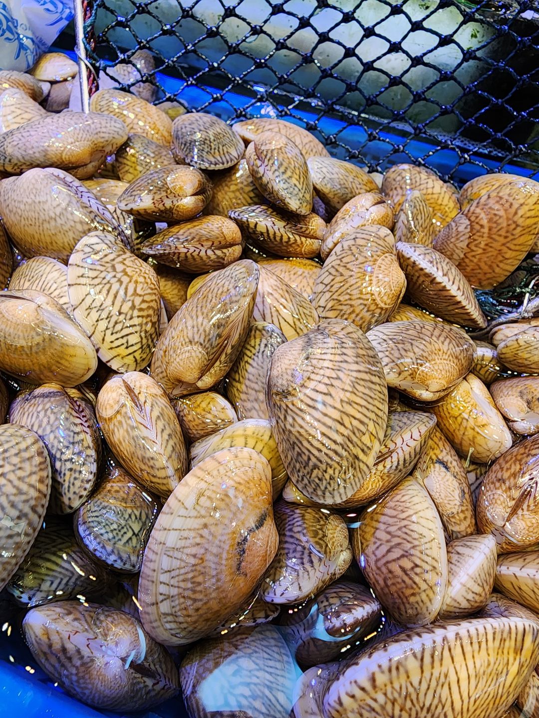 花蛤皇🐚(半斤)(約18-20粒）