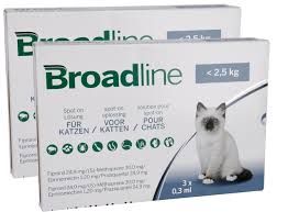 Broadline Cat