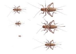 Live Feed: Crickets