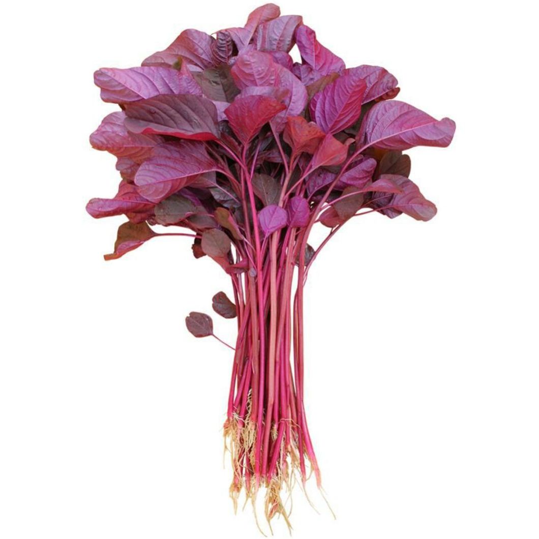 Red Spinach