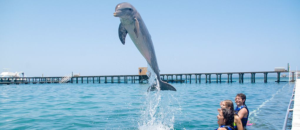 Dolphin Encounter (Not Swimming)